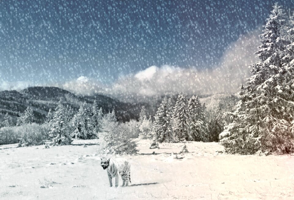 Wintry wild animal predator