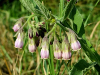 20140706Symphytum_officinale1
