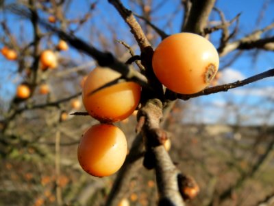 20140217Hippophae_rhamnoides1