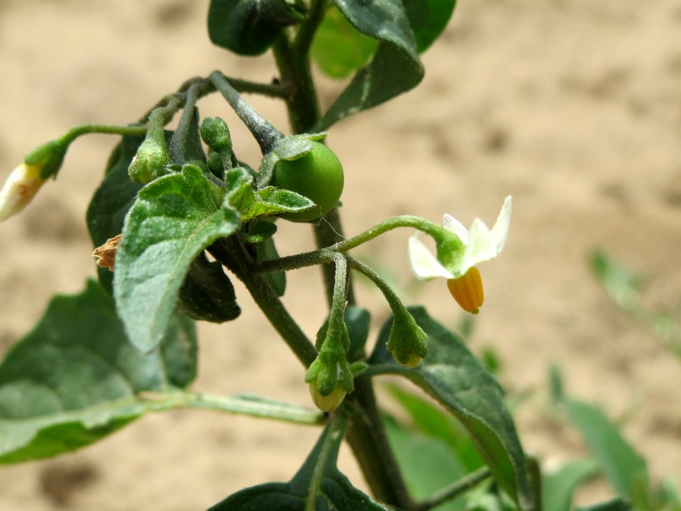 20140704Solanum_nigrum