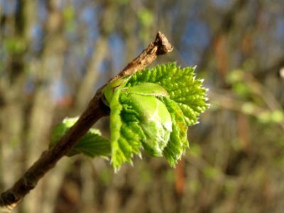 20140228Corylus_avellana4
