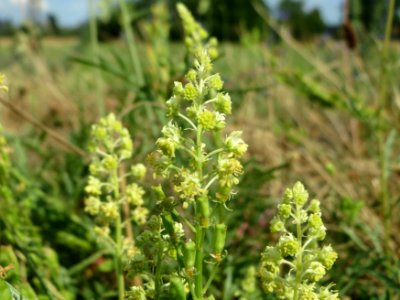 20140706Reseda_lutea3