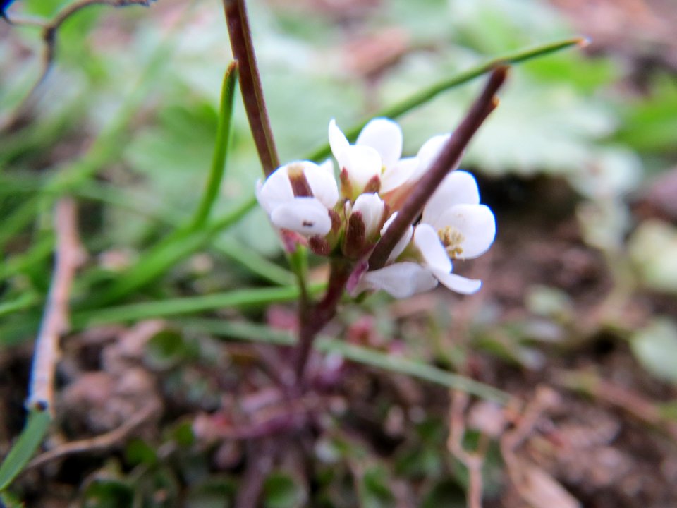 20140301Cardamine_hirsuta