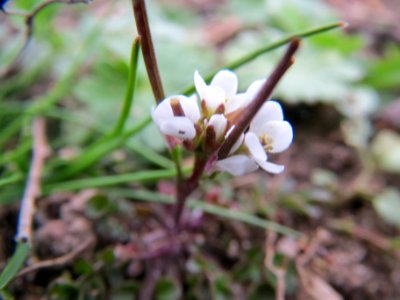 20140301Cardamine_hirsuta