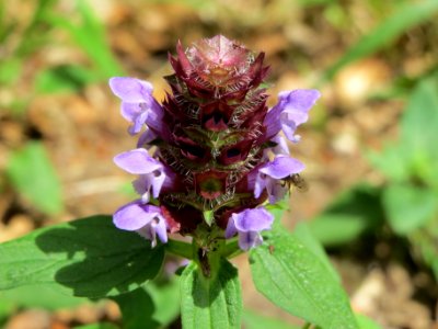 20140704Prunella_vulgaris