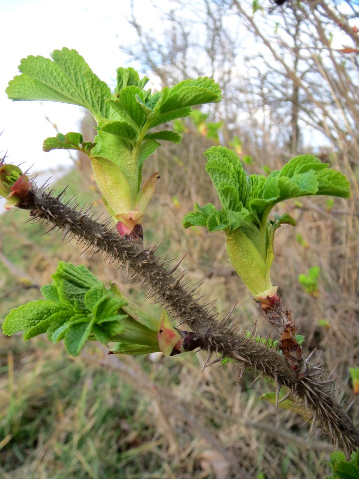 20140227Rosa_rugosa6