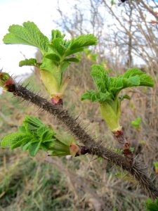 20140227Rosa_rugosa6