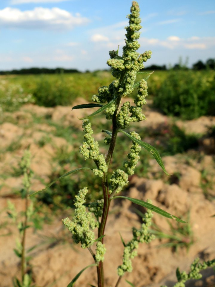 20140701Chenopodium_album3