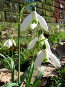 20140220Galanthus_nivalis3