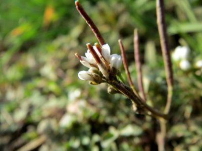 20140228Cardamine_hirsuta3