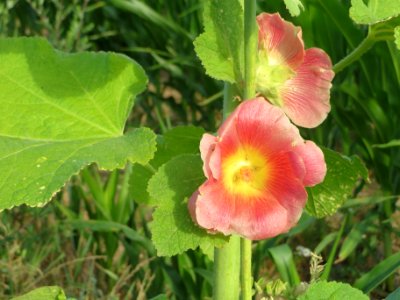 20140701Alcea_rosea4 photo