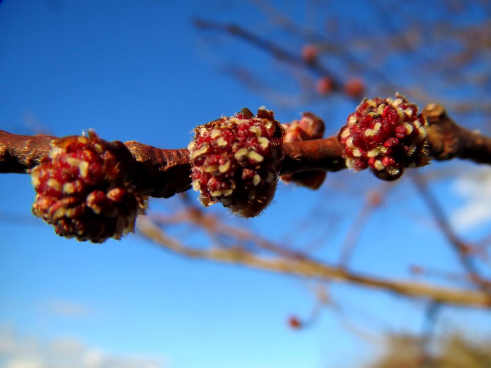 20140217Ulmus_minor26