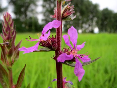 20140705Lythrum_salicaria1