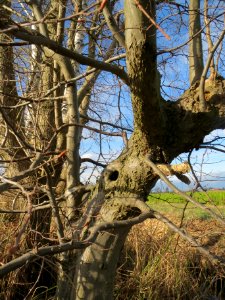 20140228Carpinus_betulus1