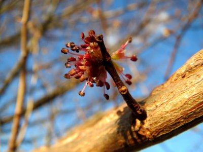 20140217Ulmus_minor22