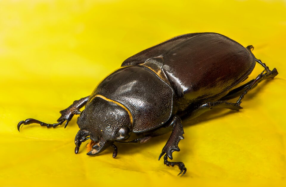 Insect nocturnal insect macro