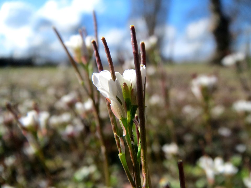 20140228Cardamine_hirsuta1