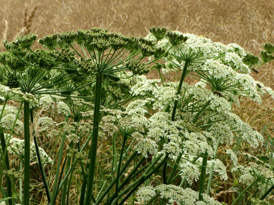 20140706Heracleum_sphondylium2