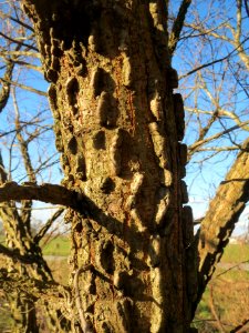 20140217Ulmus_minor18