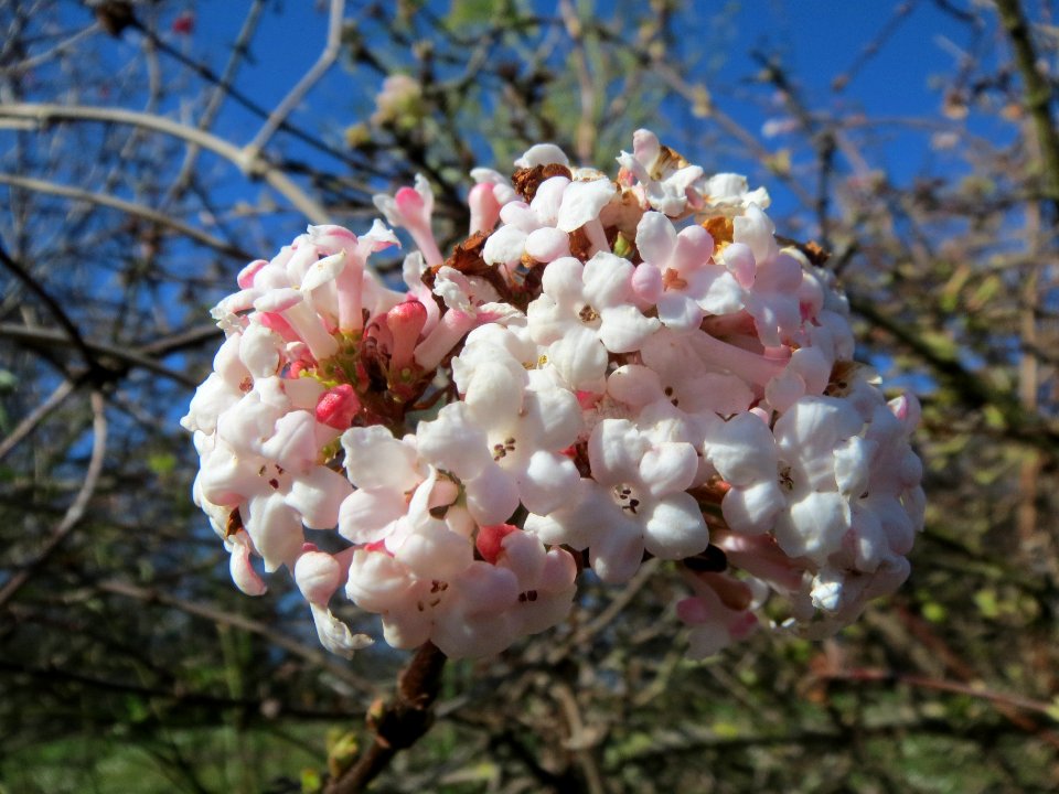 20140217Viburnum_×_bodnantense1