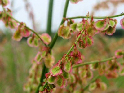 20140510Rumex_acetosa2