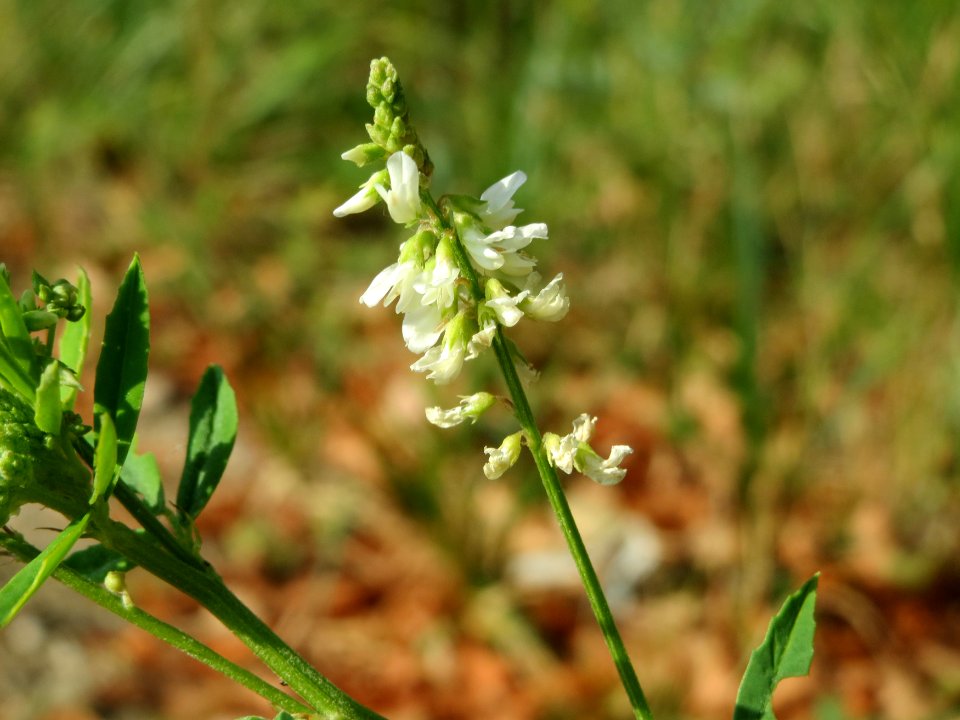 20140706Melilotus_albus