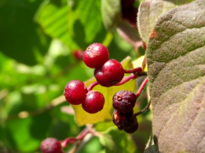 20140702Lonicera_xylosteum1
