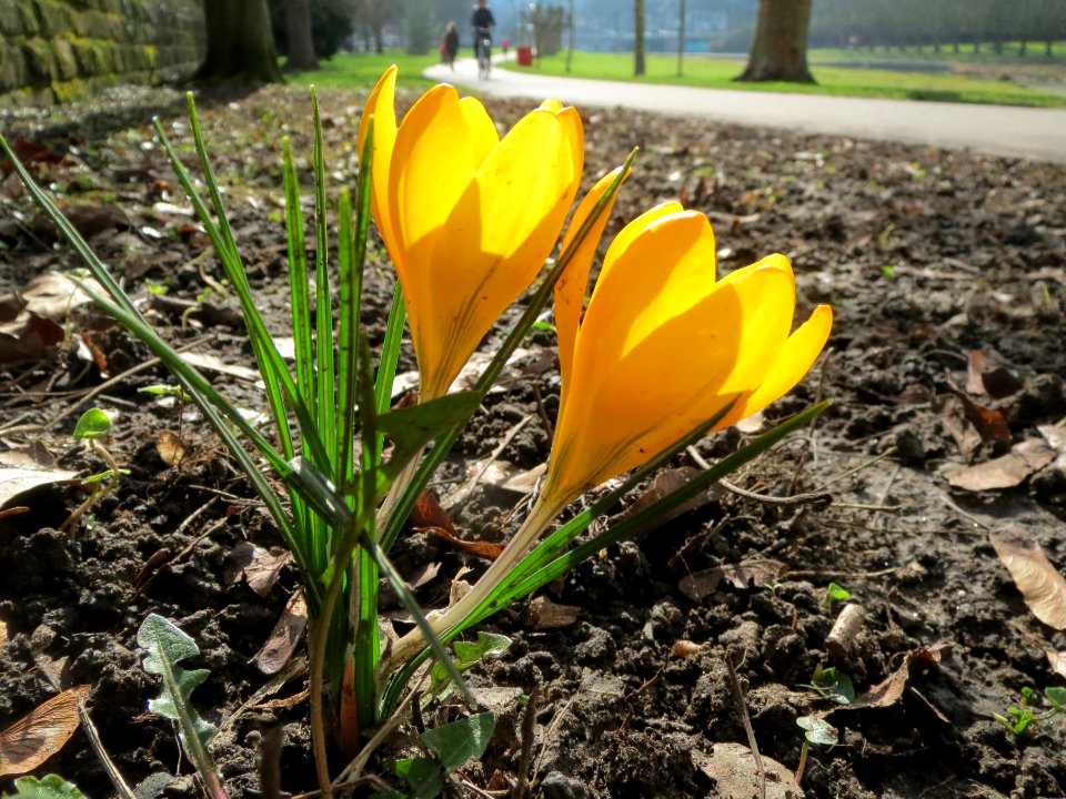 20140220Crocus_chrysanthus2