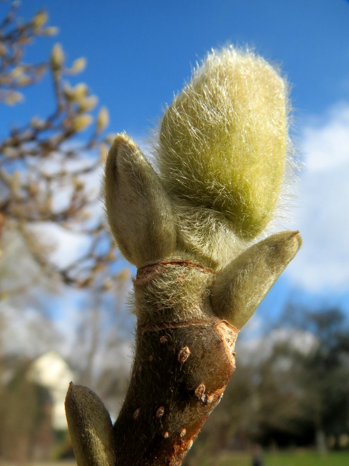 20140220Magnolia_×_soulangeana3
