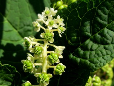 20140702Phytolacca_americana1