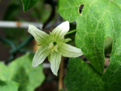 20140706Bryonia_dioica1