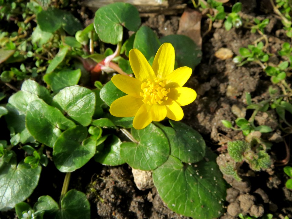 20140218Ficaria_verna2