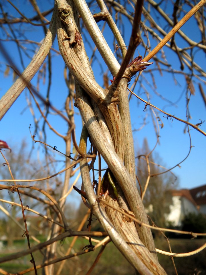 20140308Fallopia_baldschuanica6