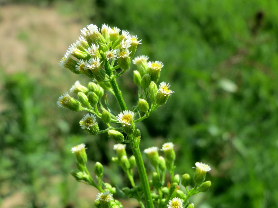 20140702Erigeron_canadensis2