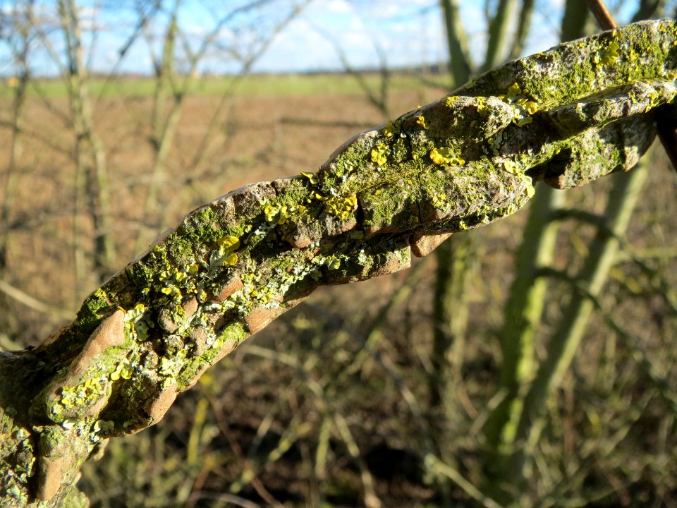 20140217Ulmus_minor12