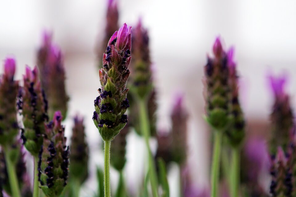 Plant bloom fragrance