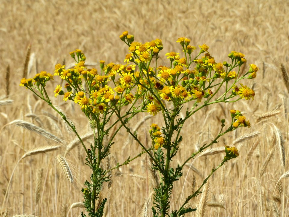 20140702Jacobaea_vulgaris