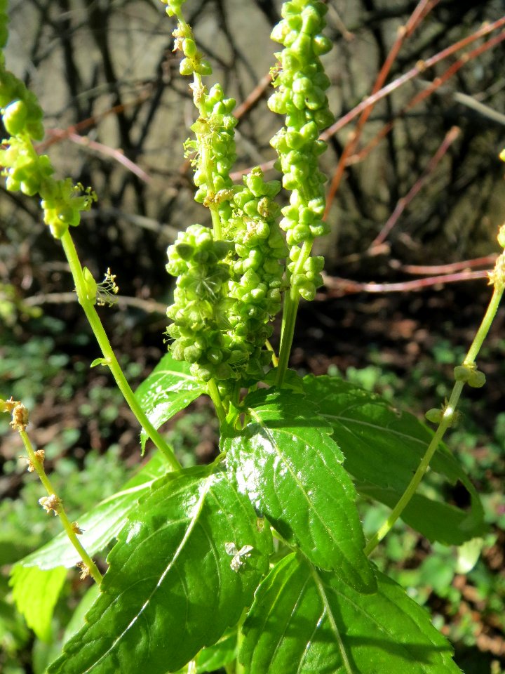 20140217Mercurialis_annua2