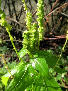 20140217Mercurialis_annua2
