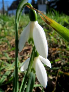 20140217Galanthus_nivalis4
