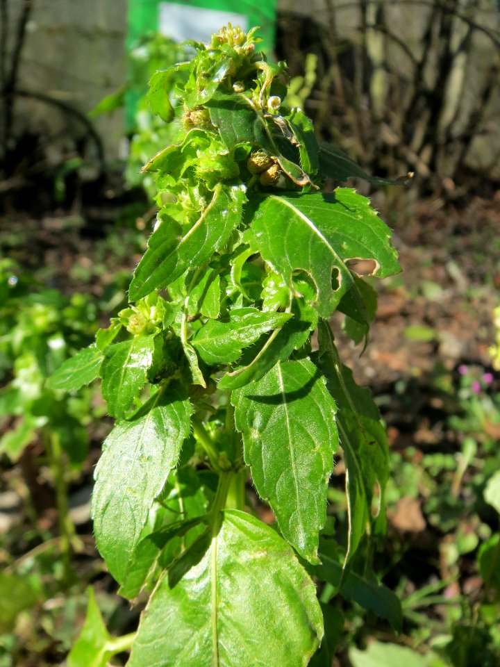 20140217Mercurialis_annua1