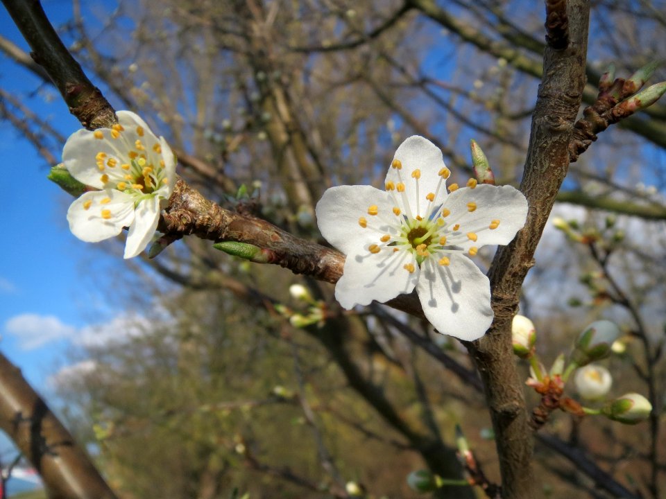 20140302Prunus_spinosa3