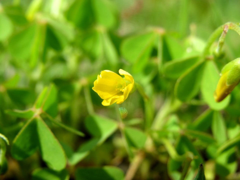 20140511Oxalis_stricta2