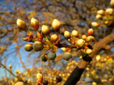 20140302Prunus_cerasifera_Hockenheim8
