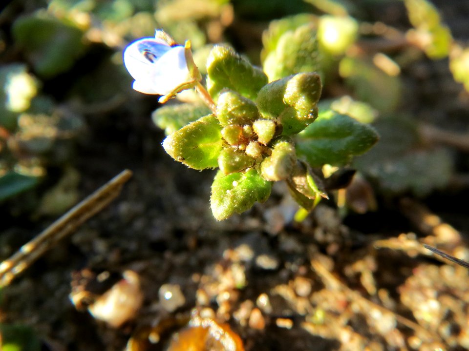 20140217Veronica_persica1