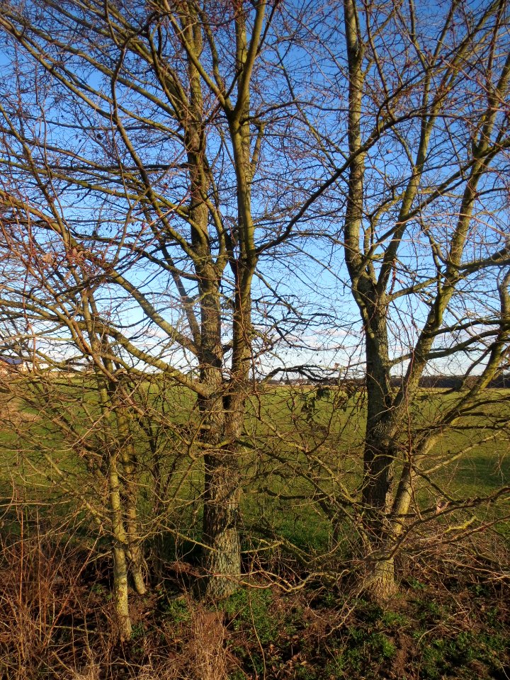 20140217Ulmus_minor24