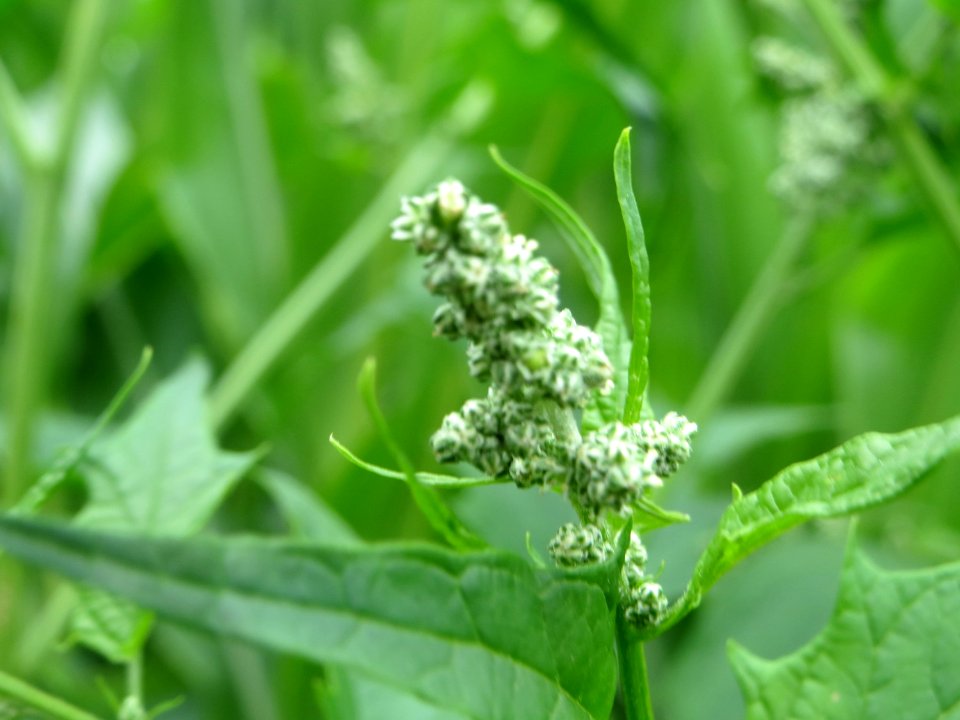 20140705Chenopodiastrum_hybridum2