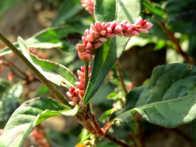20140701Persicaria_lapathifolia6