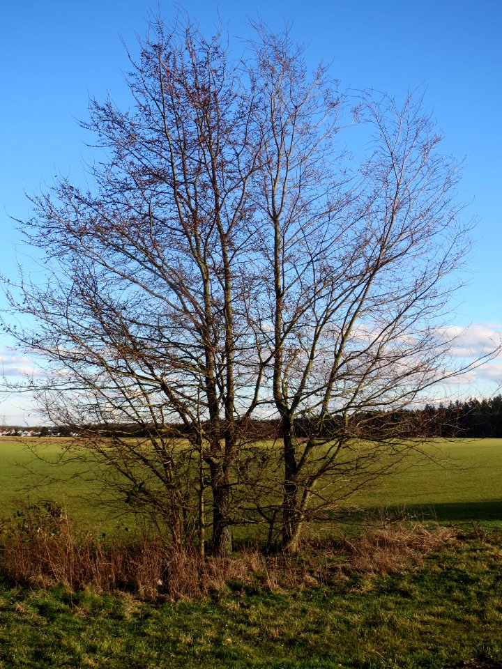 20140217Ulmus_minor23
