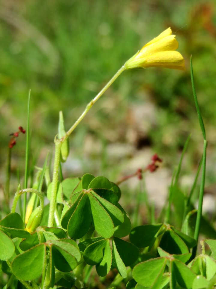 20140511Oxalis_stricta3
